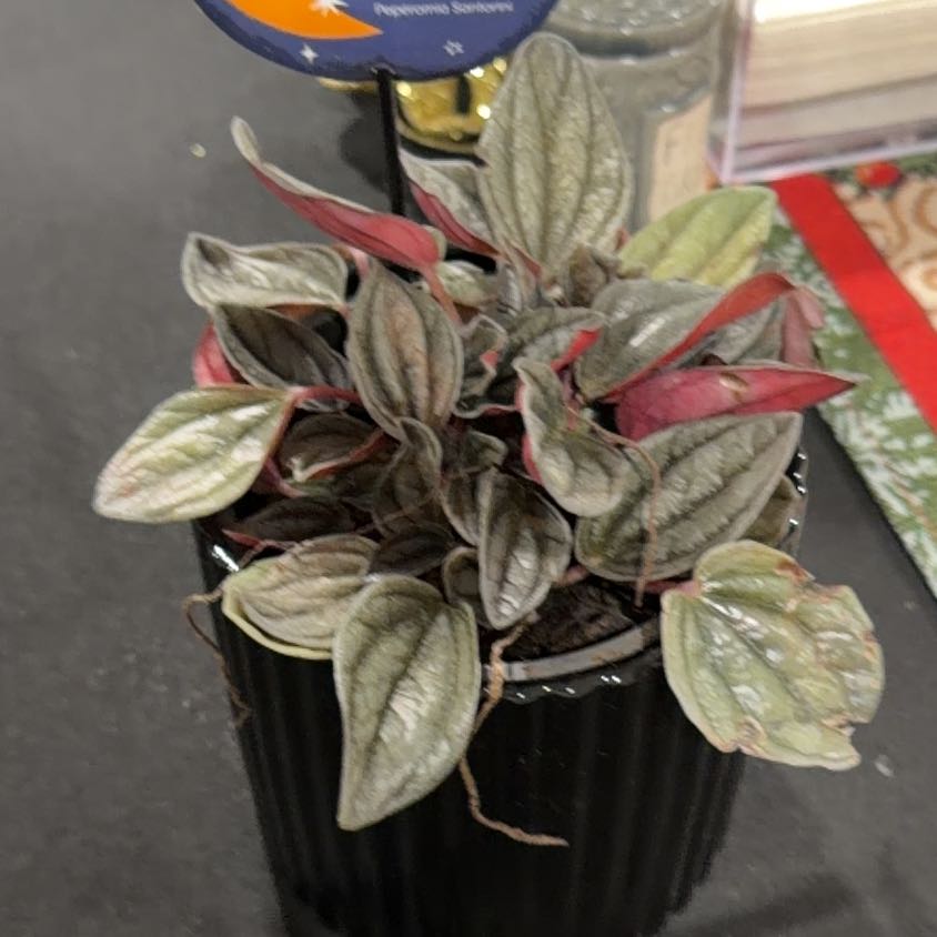 Photo of the plant species Moonlight Peperomia by @BiggestFicus named Lola on Greg, the plant care app