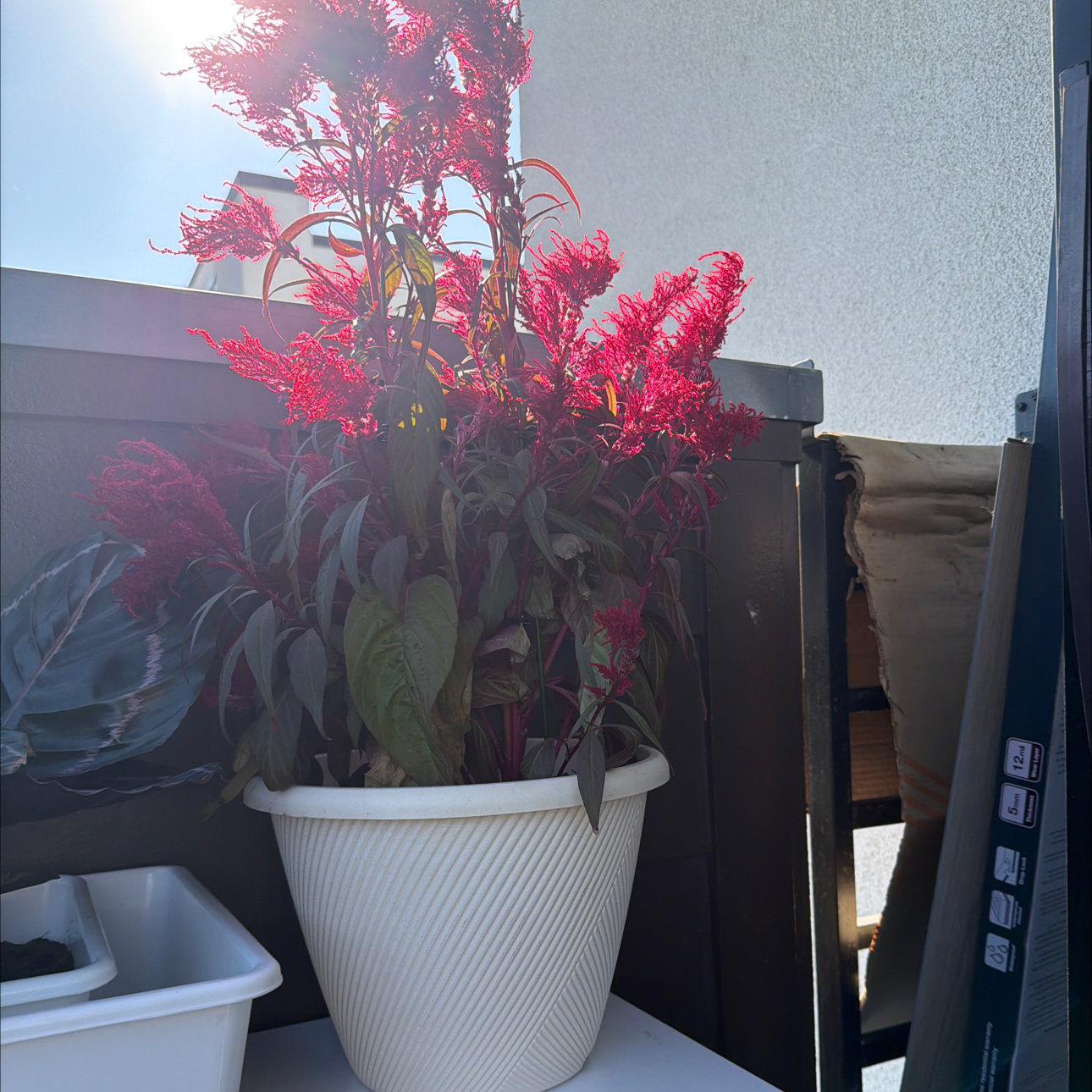 Photo of the plant species Dragon's Breath Celosia by @BiggestFicus named Coco on Greg, the plant care app