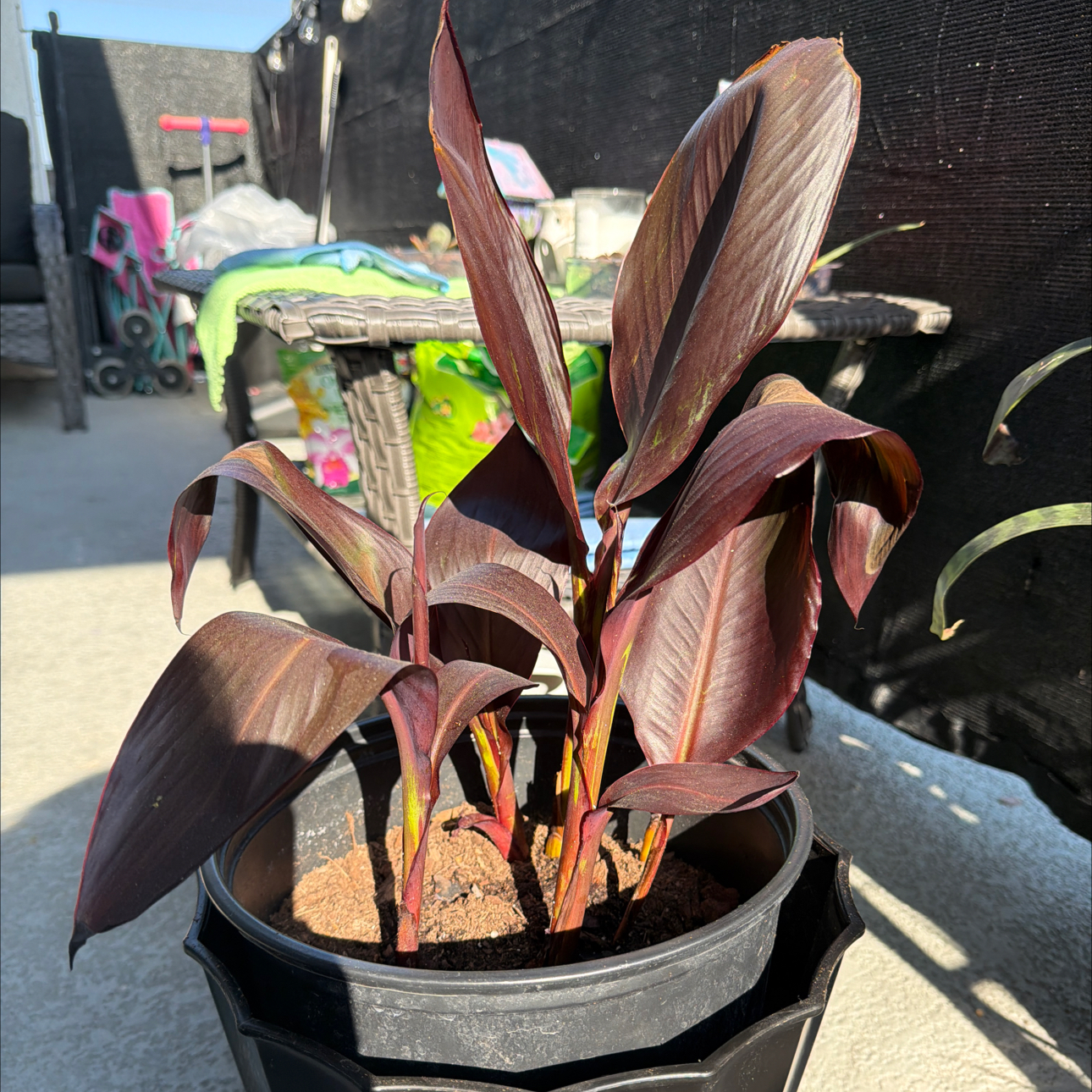Photo of the plant species Tropicanna Canna Lily by @BiggestFicus named Delilah on Greg, the plant care app