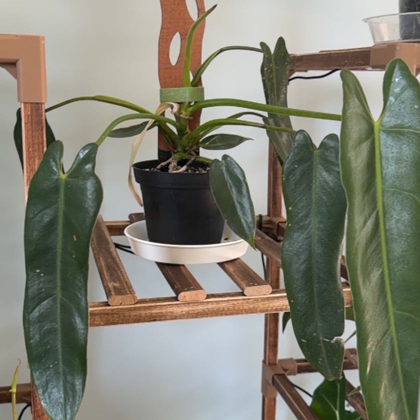 Photo of the plant species Philodendron Spiritus Sancti by @WillSagopalm22 named Morgan Treeman on Greg, the plant care app