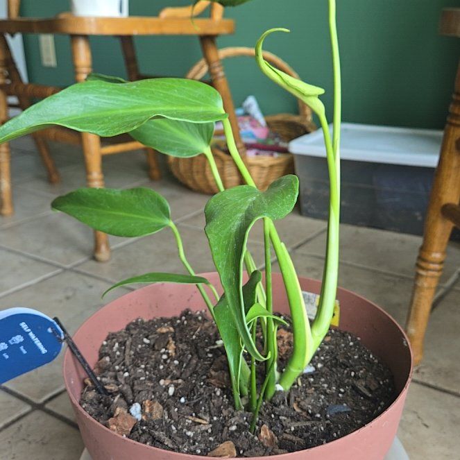 Photo of the plant species Burle Marx Flame Monstera by @WinDill22 named Bruce Lee on Greg, the plant care app