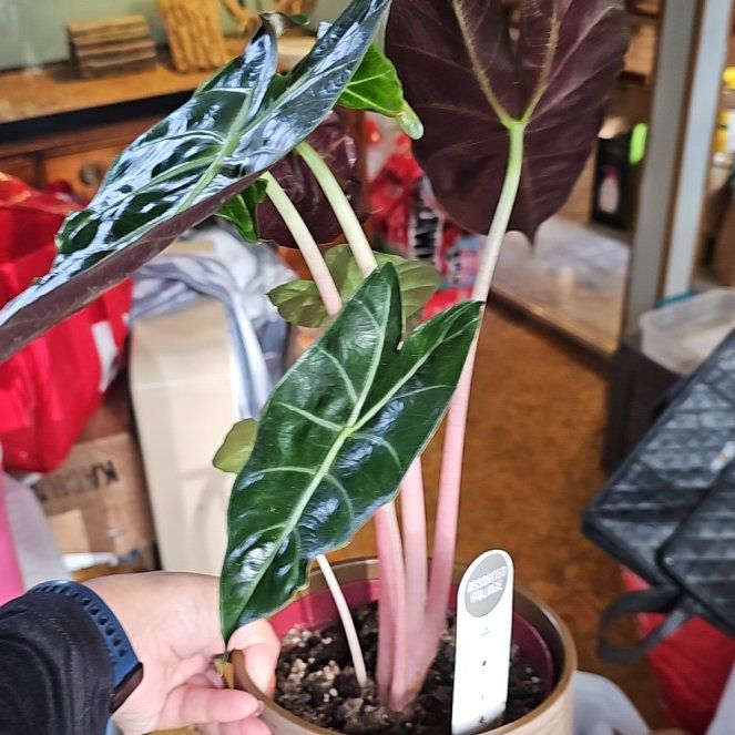 Photo of the plant species Elephant Ears by @FlawlessOmnom65 named Bruce Lee on Greg, the plant care app