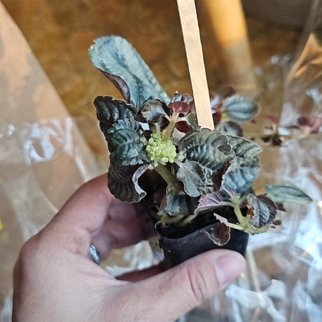 Photo of the plant species Silver Friendship Plant by @FlawlessOmnom65 named Sigmund on Greg, the plant care app