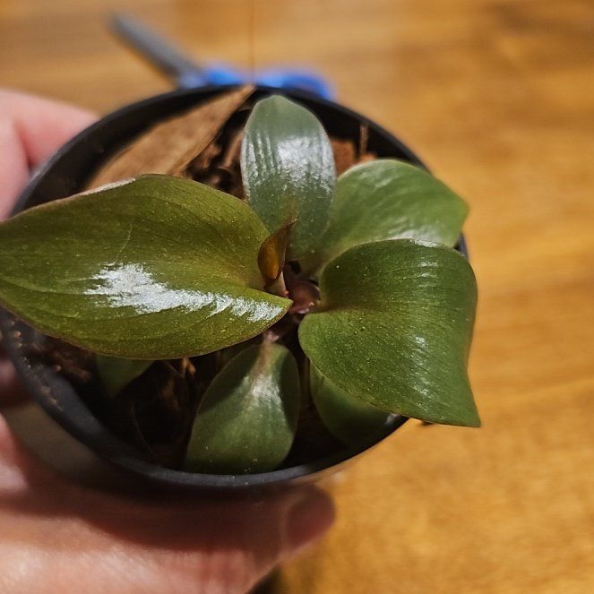 Photo of the plant species Red Heart Philodendron by @FlawlessOmnom65 named Drake on Greg, the plant care app