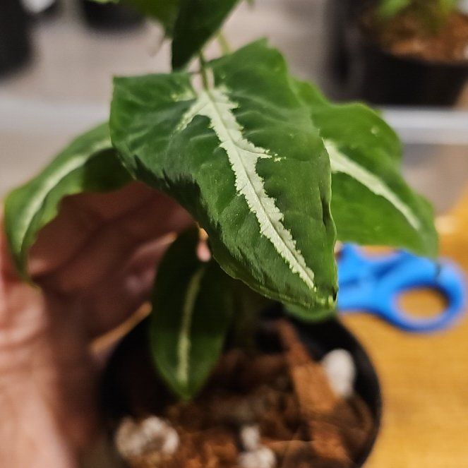 Photo of the plant species Arrowhead Vine by @FlawlessOmnom65 named ChloroPhil on Greg, the plant care app