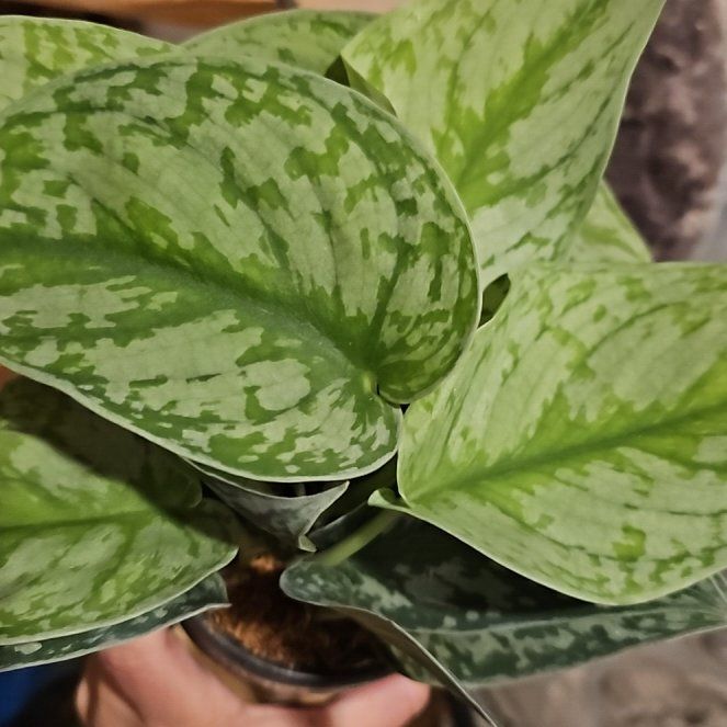 Photo of the plant species Silver Splash Pothos by @FlawlessOmnom65 named Kesha on Greg, the plant care app