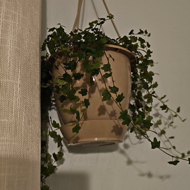 Photo of the plant species Mini Oakleaf Creeping Fig by @FlawlessOmnom65 named Figyonce on Greg, the plant care app