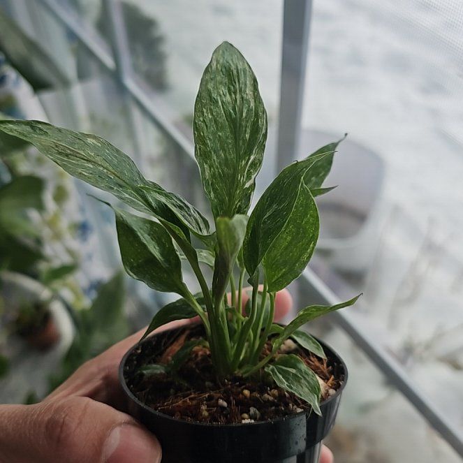 Photo of the plant species Varigated Peace Lilly by @FlawlessOmnom65 named Hemingway on Greg, the plant care app