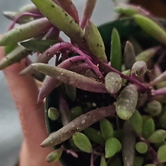 Photo of the plant species Marsh Jaumea by @FlawlessOmnom65 named Sproutacus on Greg, the plant care app
