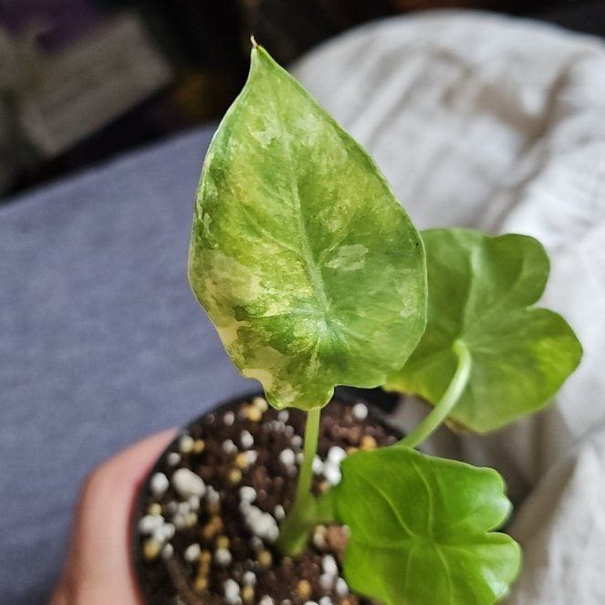 Photo of the plant species Variegated Alocasia by @FlawlessOmnom65 named Captain Plant-it on Greg, the plant care app