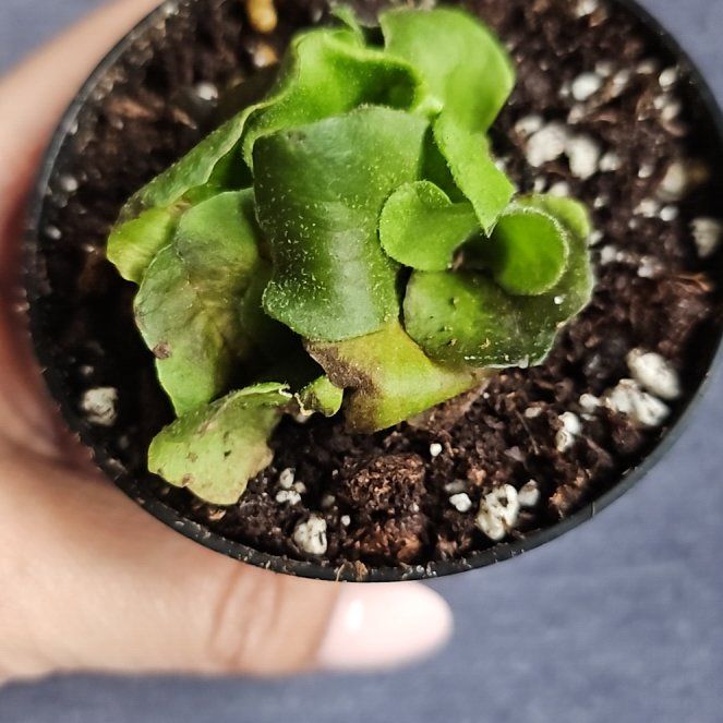 Photo of the plant species Elephant Staghorn Fern by @FlawlessOmnom65 named Bodhi on Greg, the plant care app