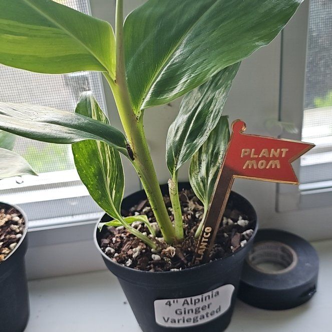 Photo of the plant species Variegated Shell Ginger by @FlawlessOmnom65 named Walt on Greg, the plant care app