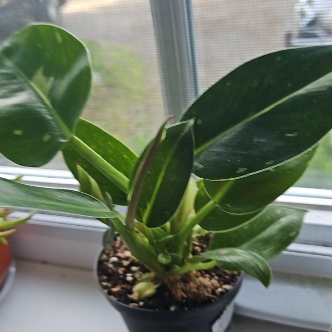 Photo of the plant species Green Congo by @FlawlessOmnom65 named Baesil on Greg, the plant care app