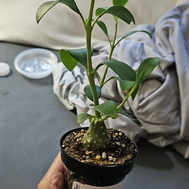 Photo of the plant species Ant plant by @FlawlessOmnom65 named Ronaldo on Greg, the plant care app