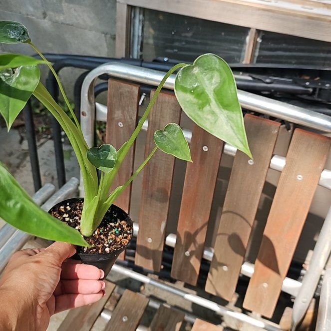 Photo of the plant species Tiny Dancer by @FlawlessOmnom65 named Miley on Greg, the plant care app