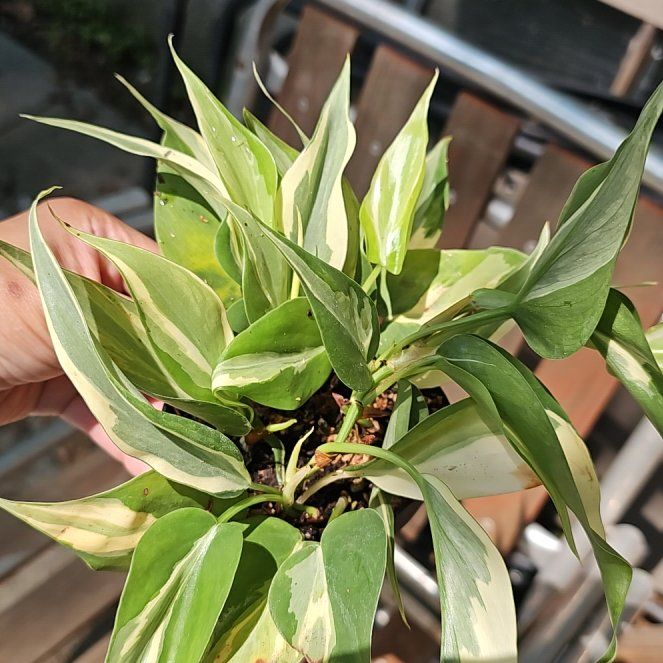 Photo of the plant species philodendron silver stripe by @FlawlessOmnom65 named Sol on Greg, the plant care app