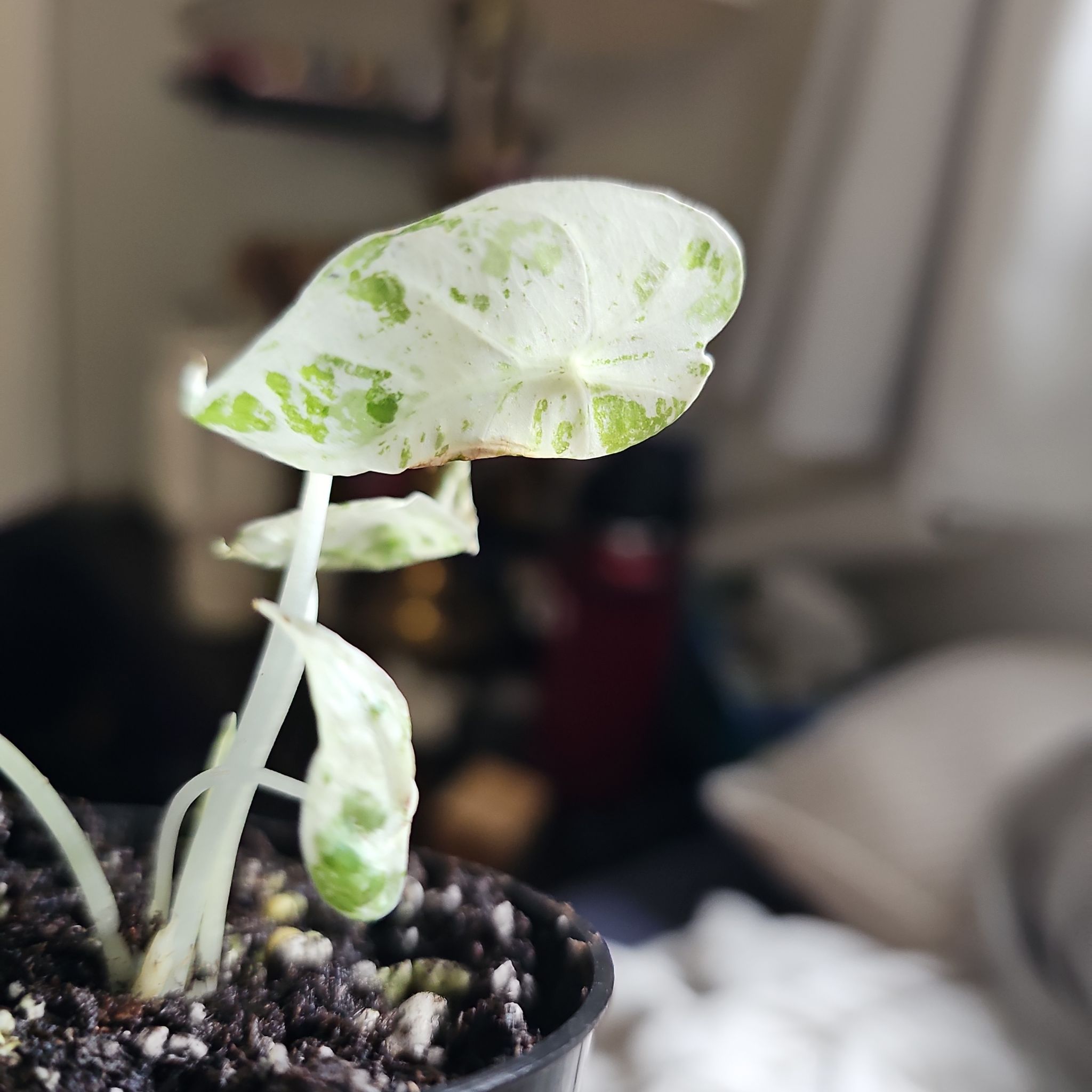 Photo of the plant species Alocacia Macrorrhiza Variegeta by @FlawlessOmnom65 named Luna on Greg, the plant care app