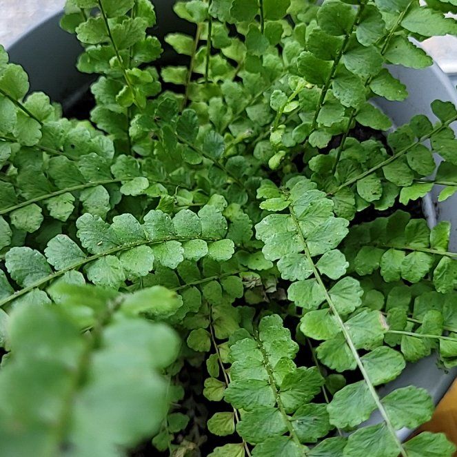 Photo of the plant species Maidenhair Spleenwort by @FancierSiricote named Messi on Greg, the plant care app