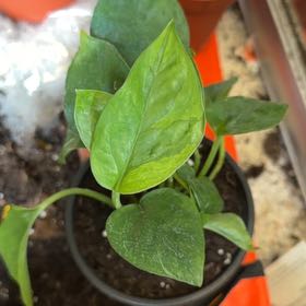 Photo of the plant species Emerald Pothos by @CourtlySalsa26 named Fernie Mercury on Greg, the plant care app