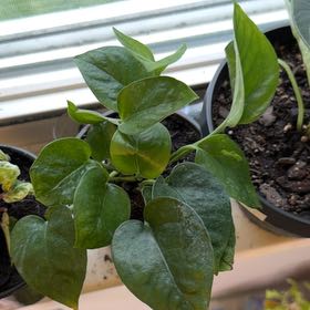 Photo of the plant species Emerald Pothos by @CourtlySalsa26 named Orlando Bloom on Greg, the plant care app
