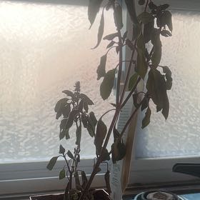 Photo of the plant species African Blue Basil by @EarnestFuscia75 named Bab on Greg, the plant care app