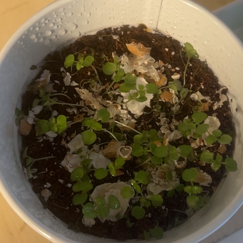Photo of the plant species Peppermint by @EarnestFuscia75 named Achilles on Greg, the plant care app