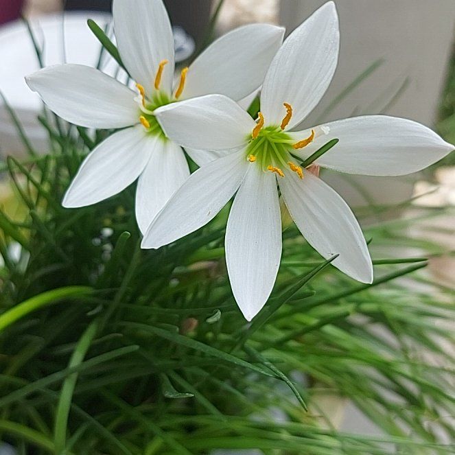 Photo of the plant species Rain Lily by @PlayfulLoquat20 named Rihanna on Greg, the plant care app