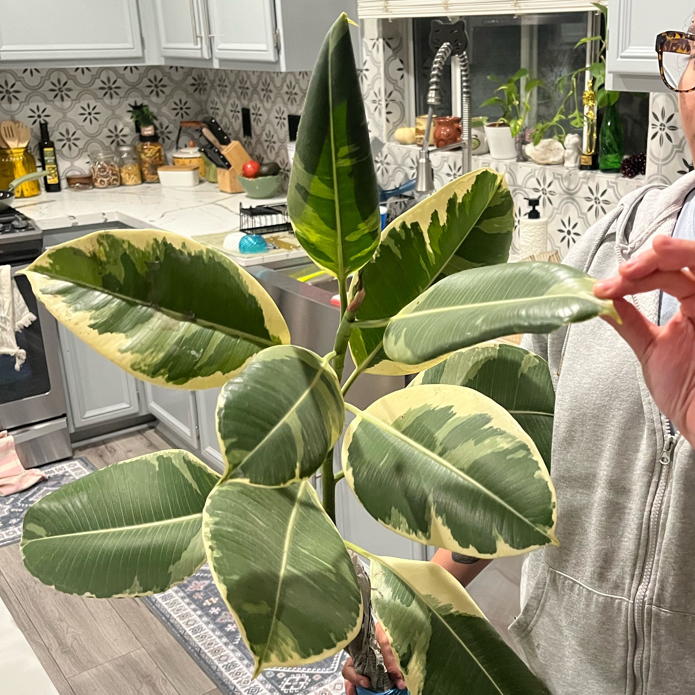 Photo of the plant species Varigated Rusty Leaf Fig by @EarlySalad named Ophelia on Greg, the plant care app