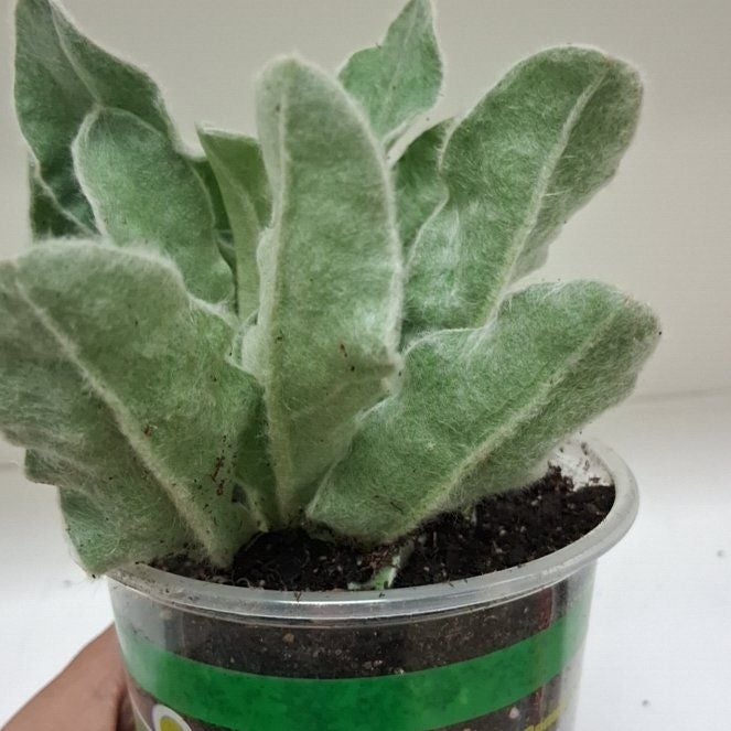 Photo of the plant species Mullein by @FunnyPeanut27 named Walt on Greg, the plant care app