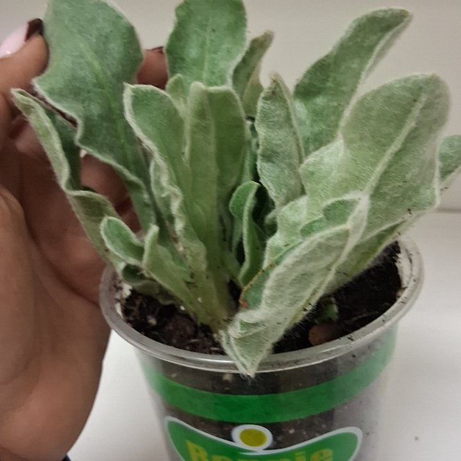 Photo of the plant species Rose Campion by @FunnyPeanut27 named Mollie on Greg, the plant care app