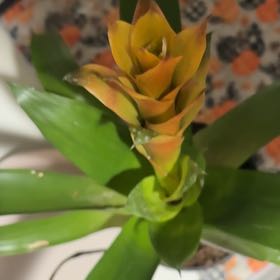 Photo of the plant species Assorted Bromeliad by @RichLuckynut named Dobby on Greg, the plant care app
