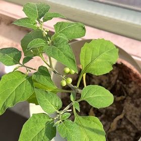 Photo of the plant species American Black Nightshade by @EternalTupeia64 named Sahara on Greg, the plant care app