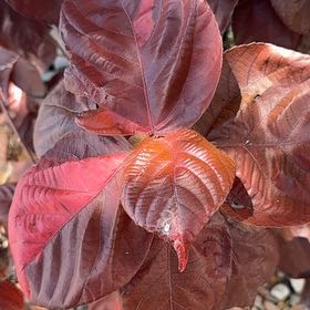 Photo of the plant species Copperleaf by @LucidLithop8 named Stella on Greg, the plant care app
