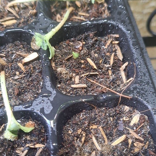 Photo of the plant species Sunspot Dwarf Sunflower by @AgilePepino11 named Girlfrond on Greg, the plant care app