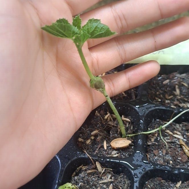 Photo of the plant species Ampalaya by @AgilePepino11 named Gates on Greg, the plant care app