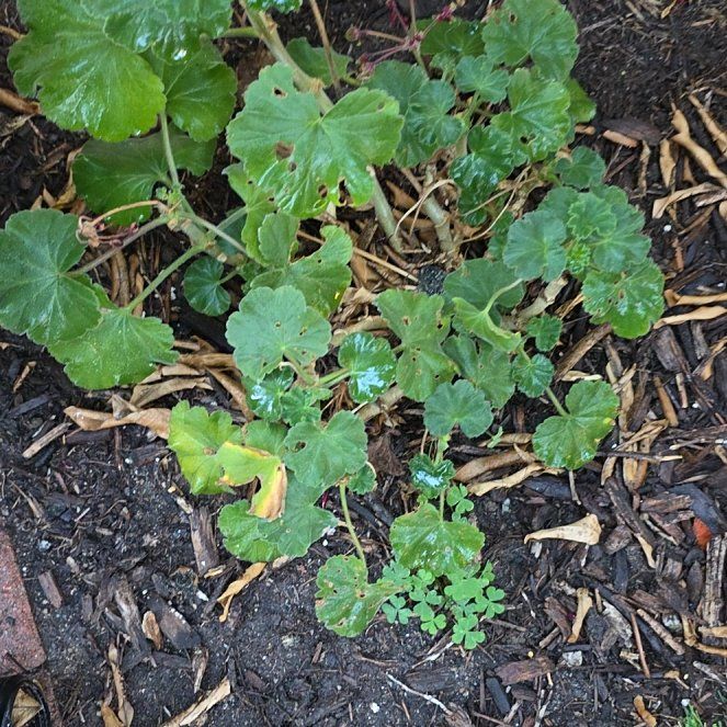 Photo of the plant species Tree Mallow by @KeenKawakawa8 named Sahara on Greg, the plant care app