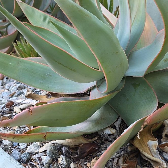 Photo of the plant species Coral Aloe by @KeenKawakawa8 named Lebron on Greg, the plant care app