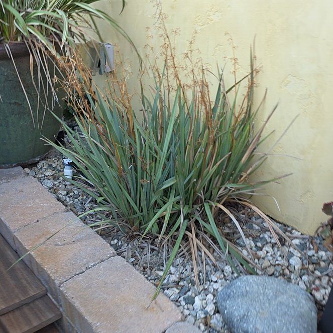 Photo of the plant species Old Switch Panic Grass by @KeenKawakawa8 named Maya on Greg, the plant care app