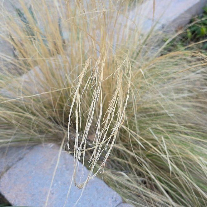 Photo of the plant species Mexican Feather Grass by @KeenKawakawa8 named Bruce Lee on Greg, the plant care app
