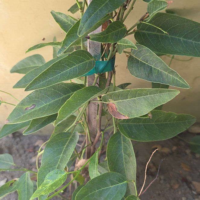 Photo of the plant species Happy Wanderer by @KeenKawakawa8 named Nithin on Greg, the plant care app