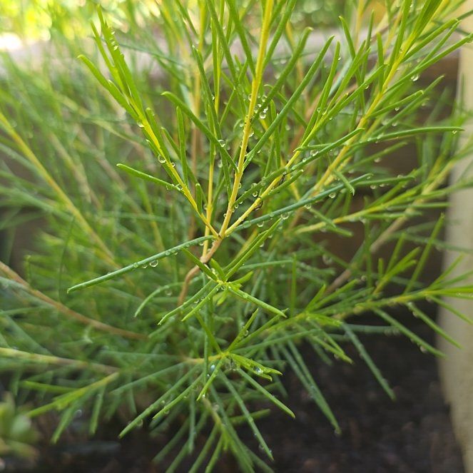 Photo of the plant species Geraldton Wax by @KeenKawakawa8 named Pax on Greg, the plant care app