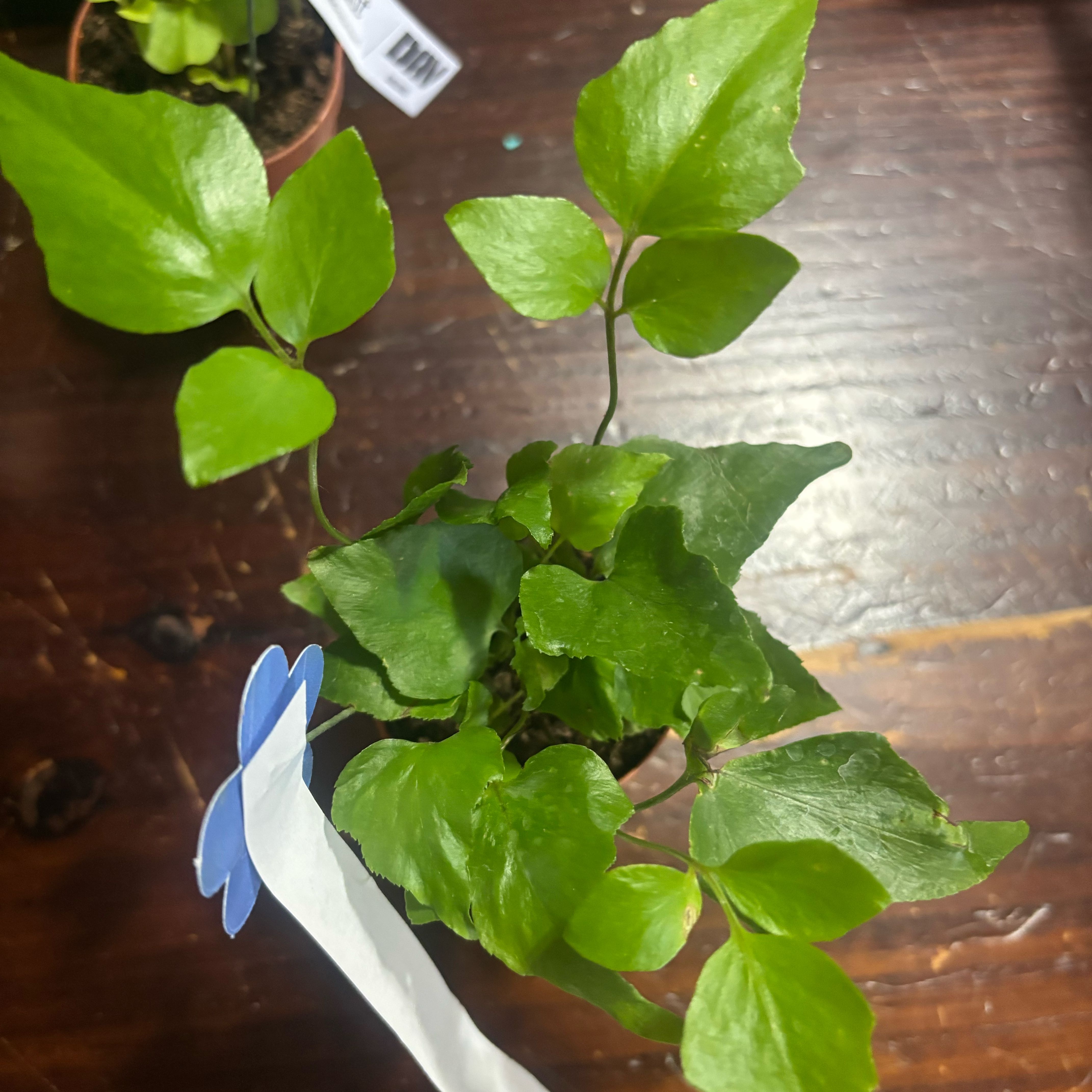 Photo of the plant species House Holly-Fern by @StoriedOkra73 named Orwell on Greg, the plant care app