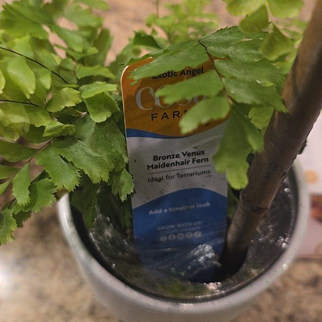 Photo of the plant species Bronze Venus Maidenhair Fern by @TryGuasca41 named Athena on Greg, the plant care app