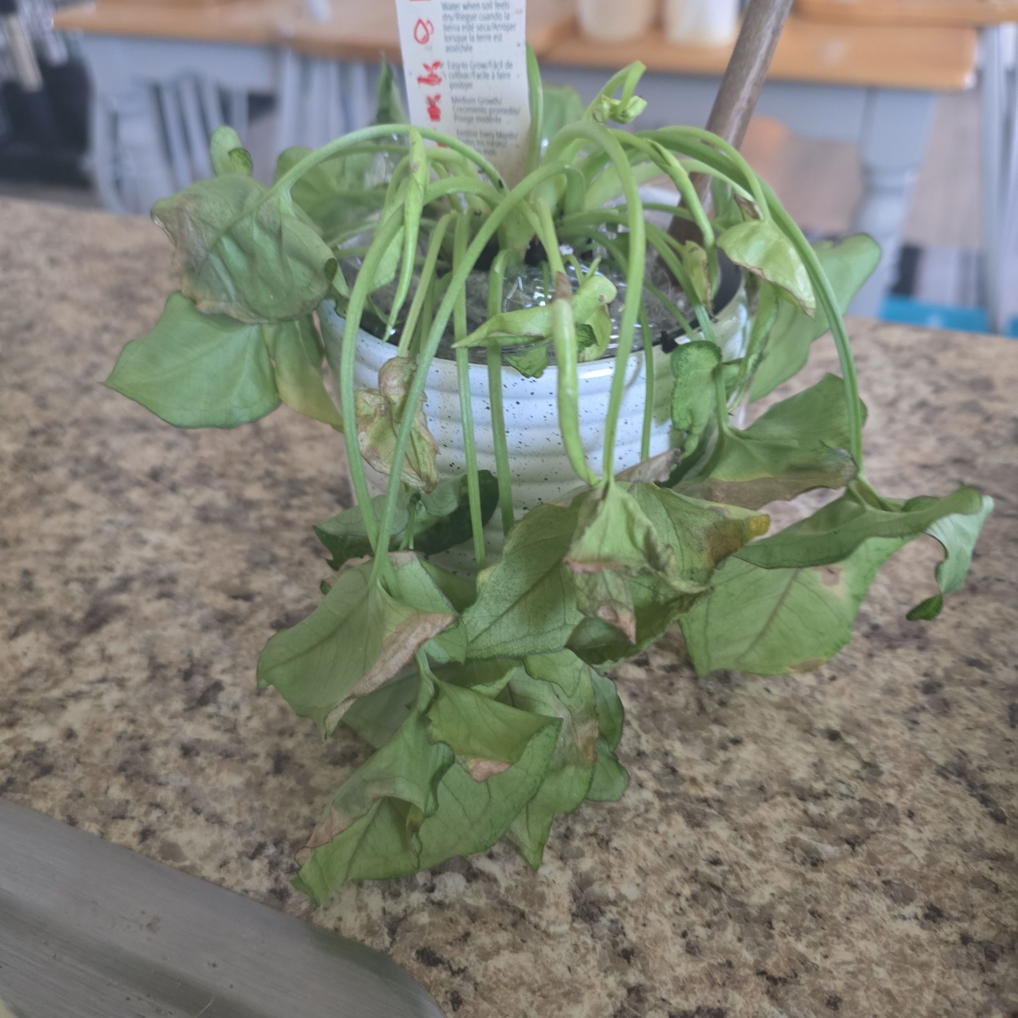 Cream Allusion Arrowhead Plant