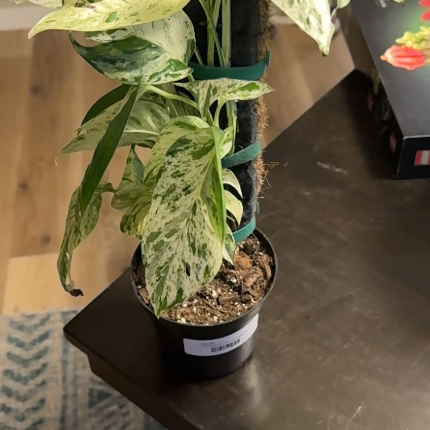 Photo of the plant species Variegated Epipremnum pinnatum by @WillEggplant38 named Aristotle on Greg, the plant care app