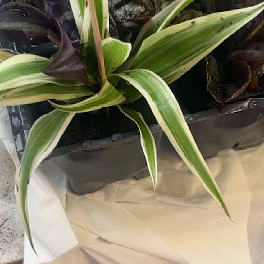 Photo of the plant species Western Skunk Cabbage by @SportPlumtree33 named Duke on Greg, the plant care app