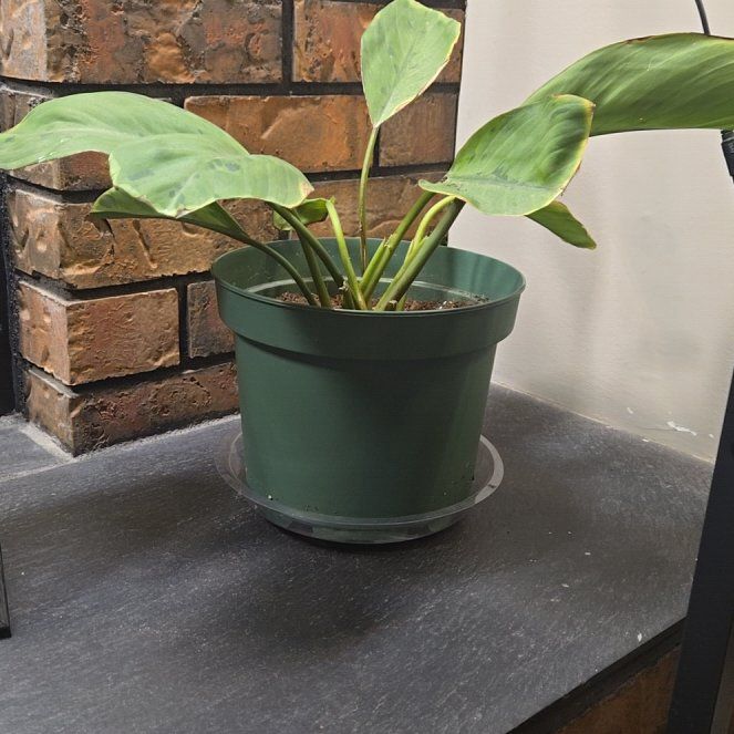 Photo of the plant species Homalomena 'Selby' by @WiseWildyam13 named Morgan Treeman on Greg, the plant care app