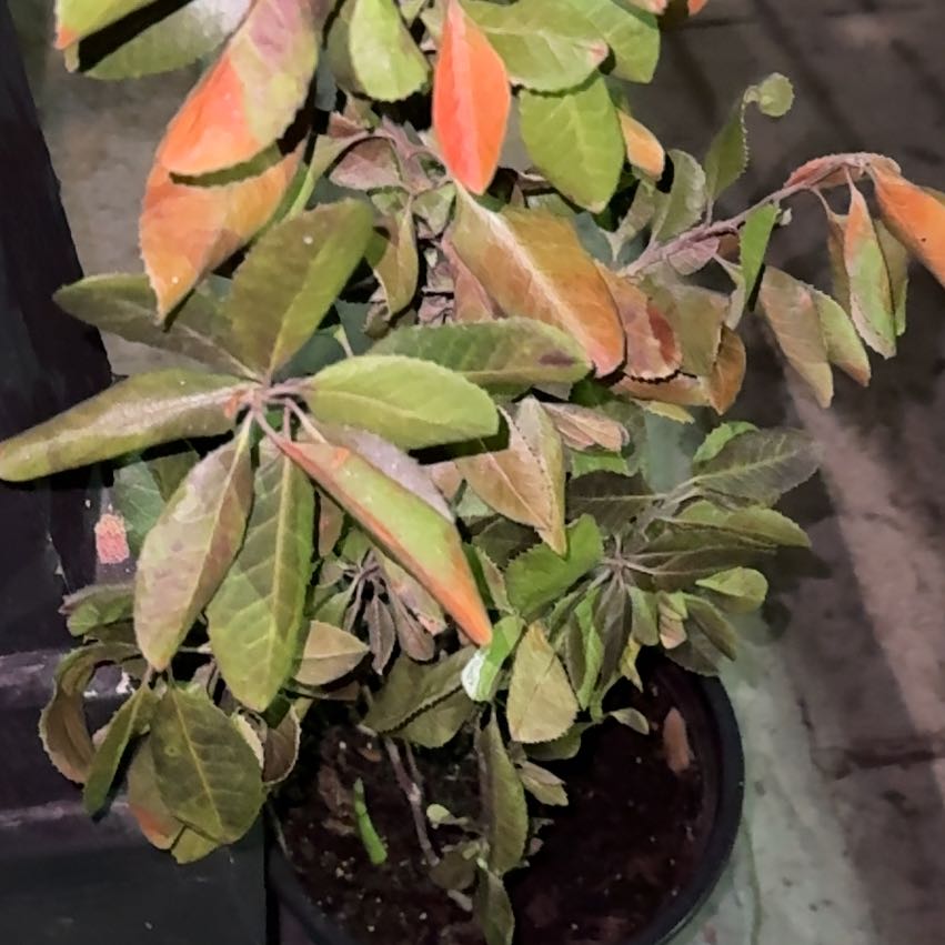 Photo of the plant species Oregon Ash by @StoutOkra59 named Orwell on Greg, the plant care app