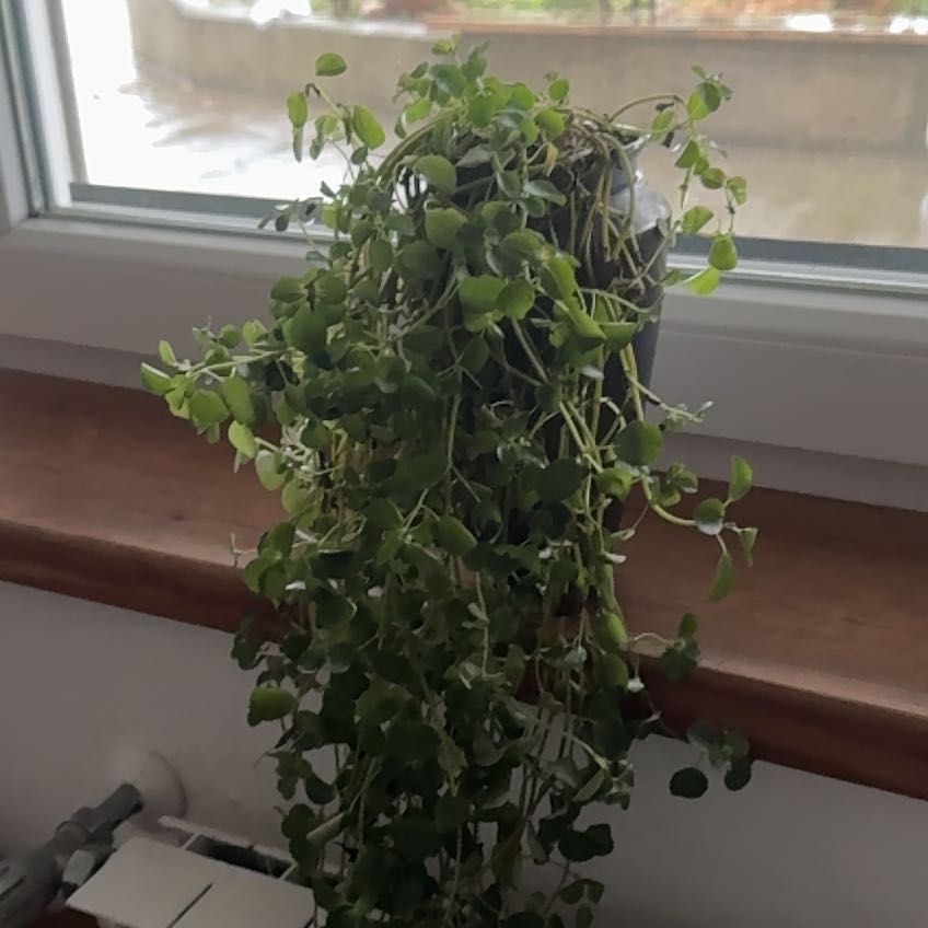 Photo of the plant species Pilea depressa 'Sao Paulo' by @CerebralKanna named Časoljub 2 on Greg, the plant care app