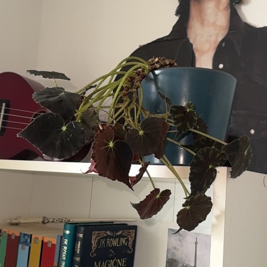 Photo of the plant species Beefsteak Begonia by @CerebralKanna named Georga on Greg, the plant care app